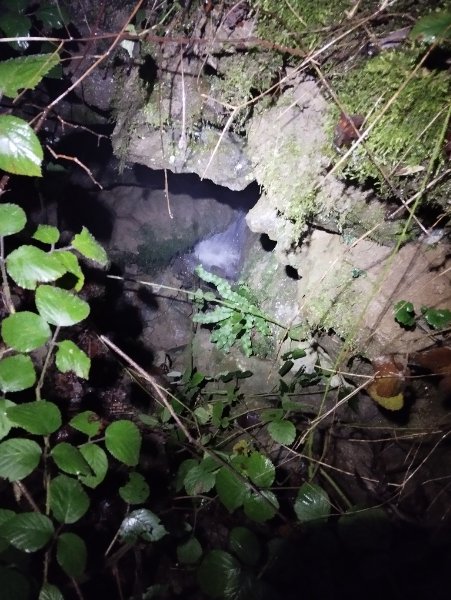 Mesmont - grotte de la source de la Goulotte - photo entrée 1.jpg
Entrée dans les broussailles
Fichier manquant